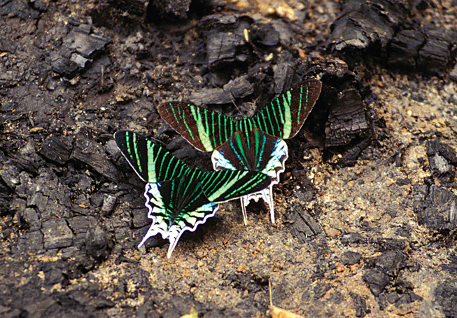 13Schmetterlinge