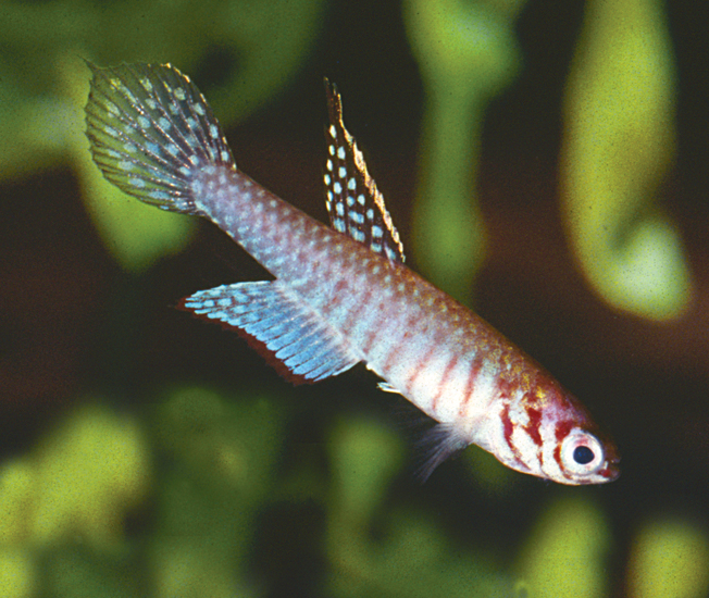 2. -Leptolebias- leitaoi