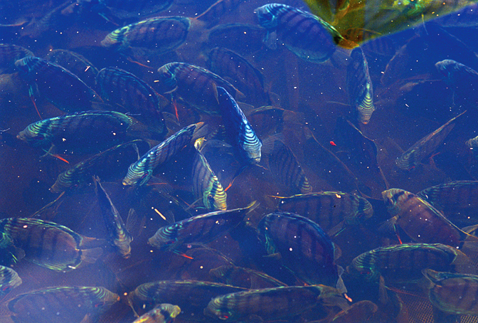 22Grune_Discus_im_Netz