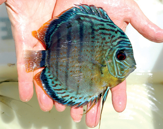 33Discus