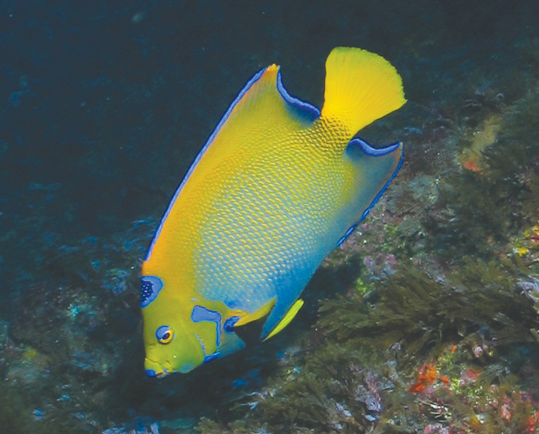 4. H. ciliaris SPeSP