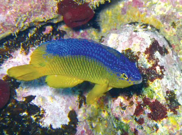 5. Stegastes variabilis