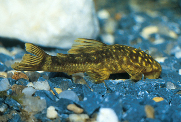Ancistrus_cryptophtalmus
