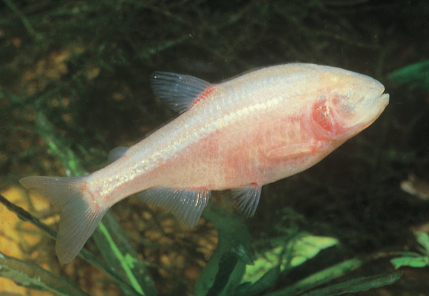 Astyanax
