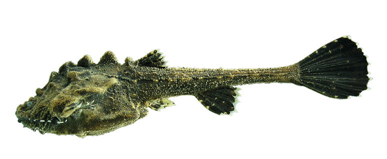Bunocephalus