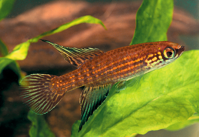 Campellolebias_chrysolineatus