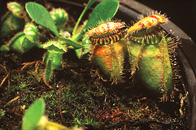 Cephalotus