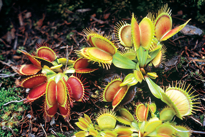 Dionaea