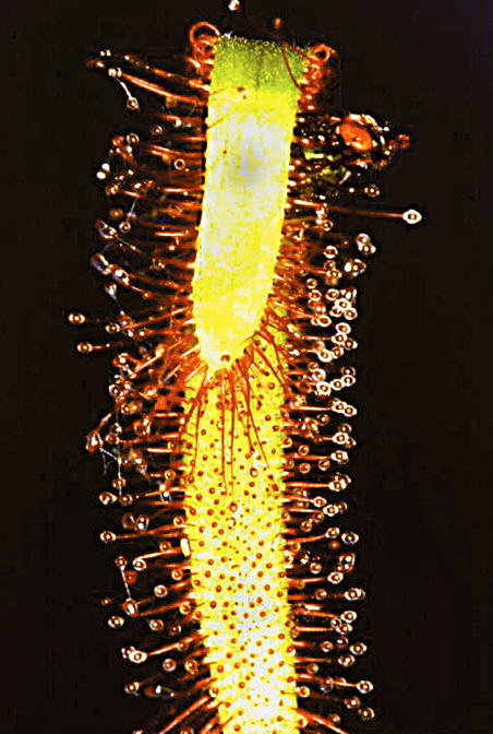 Drosera_3