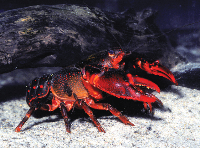Euastacus5mile