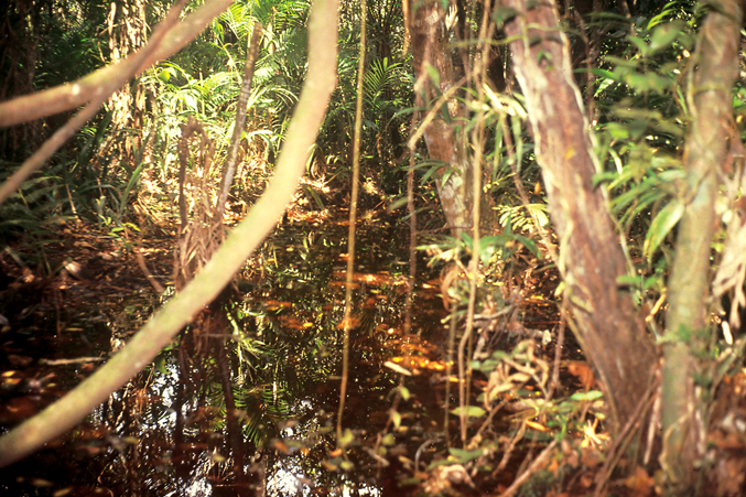 Floresta