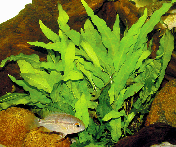 Habitus
