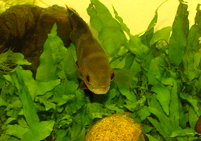 Habitus3