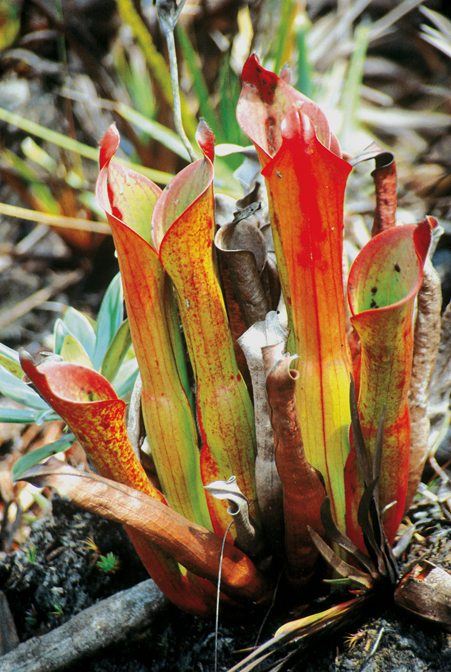 Heliamphora
