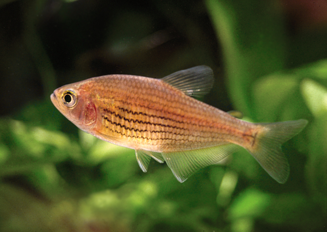Hollandichthys_cf_multifasciatus