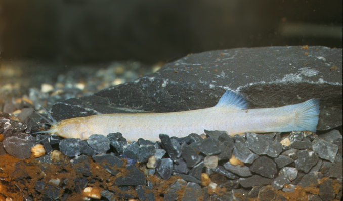 Ituglanis