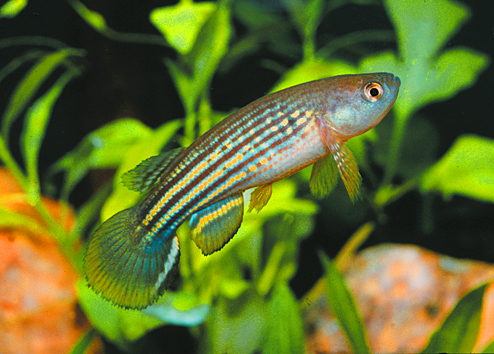 Neofundulus_parvipinnis