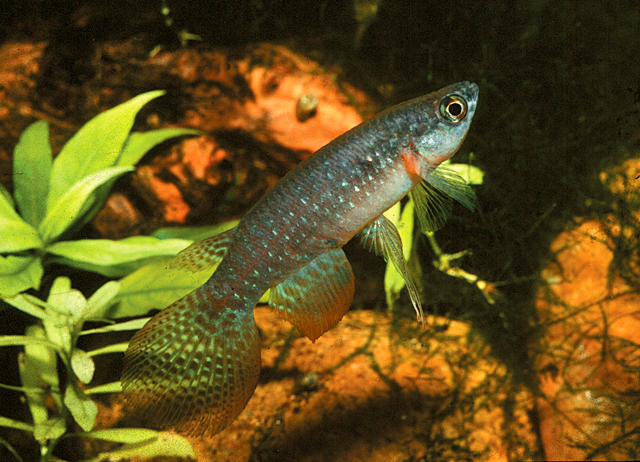 Pterolebias_longipinnis