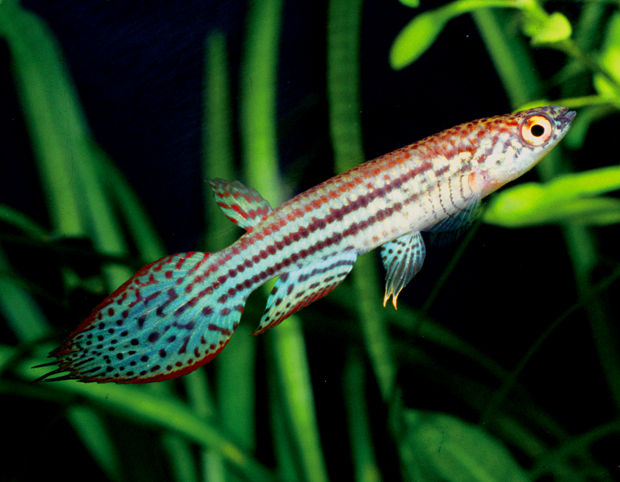 Pterolebias_phasianus