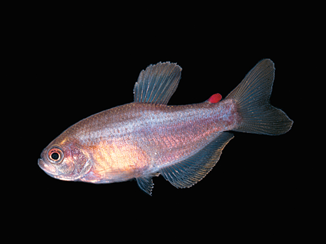 Rachoviscus_crassiceps1