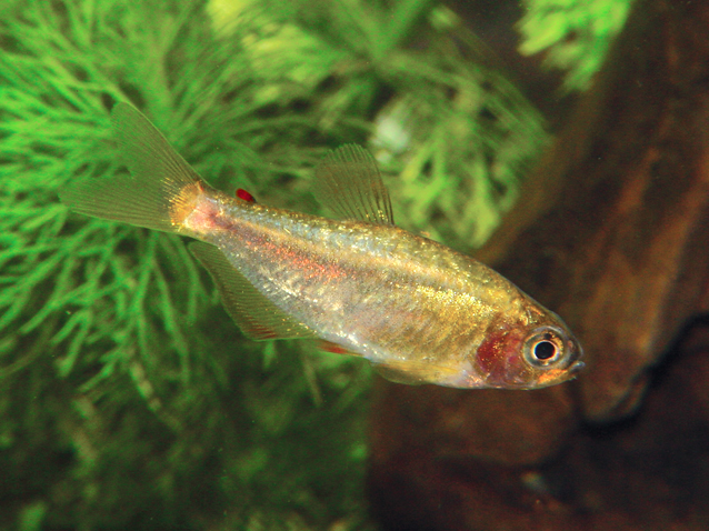 Rachoviscus_graciliceps
