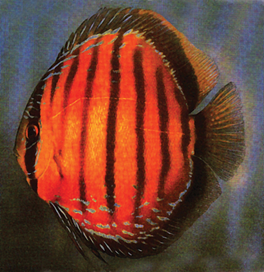Rio_Ica_Discus_copy