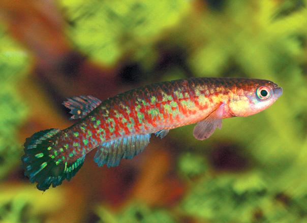 Rivulus_luelingi