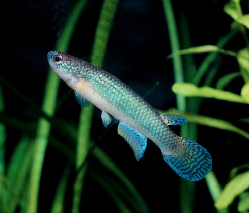 Rivulus_punctatus