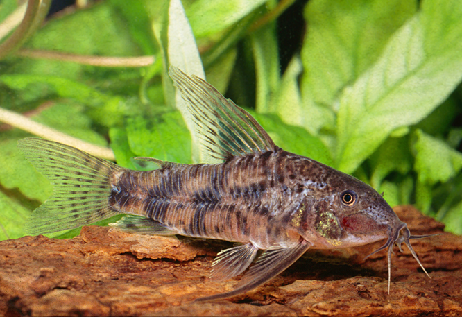 Scleromystax