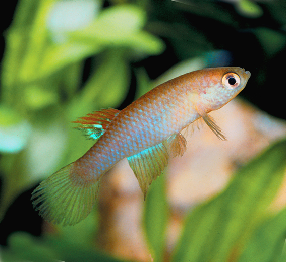 Stenolebias damascenoi