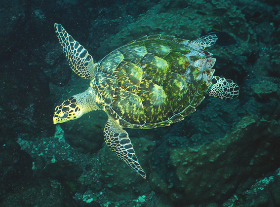 Tartaruga