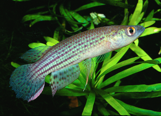 Trigonectes_balzanii