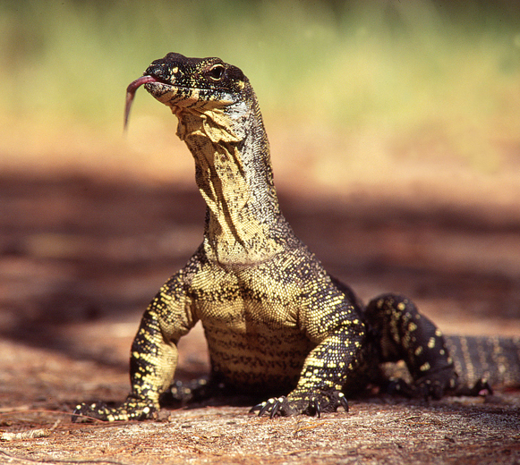 Varanus_varius