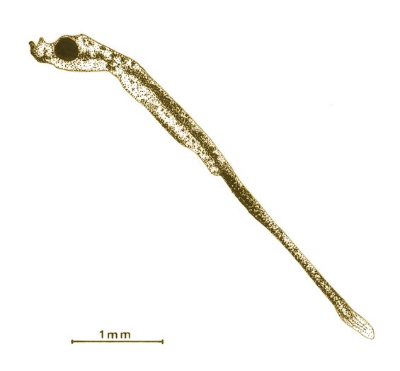 alevino