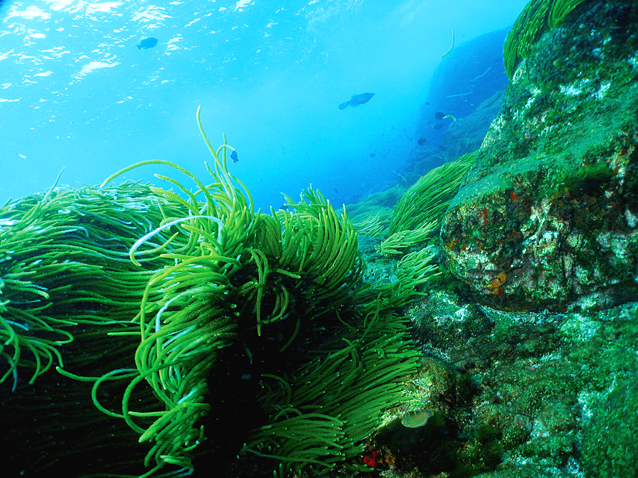 alga