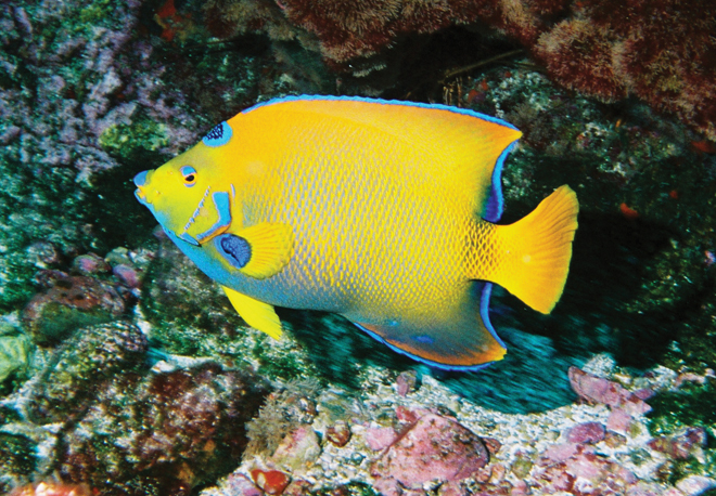 ciliaris_amarelo
