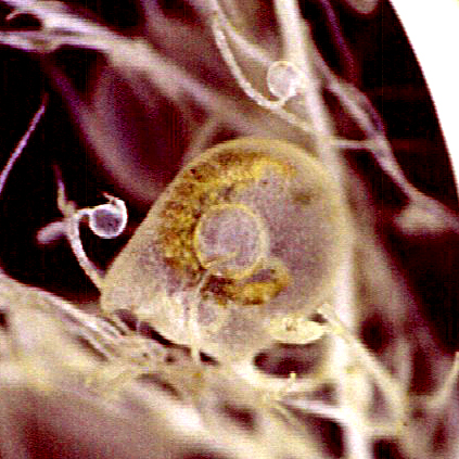 humboldtii_utriculo