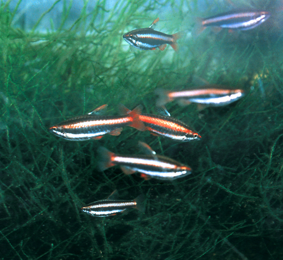 mortenthaleri_aquario
