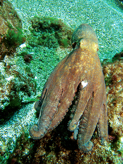 polvo