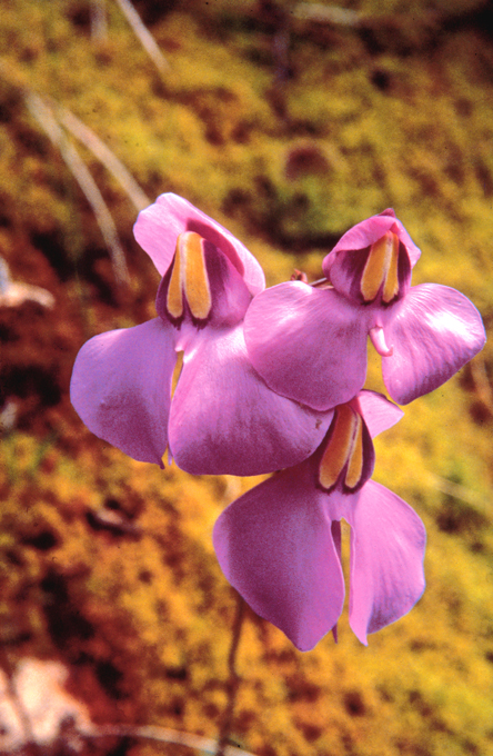 reniformis